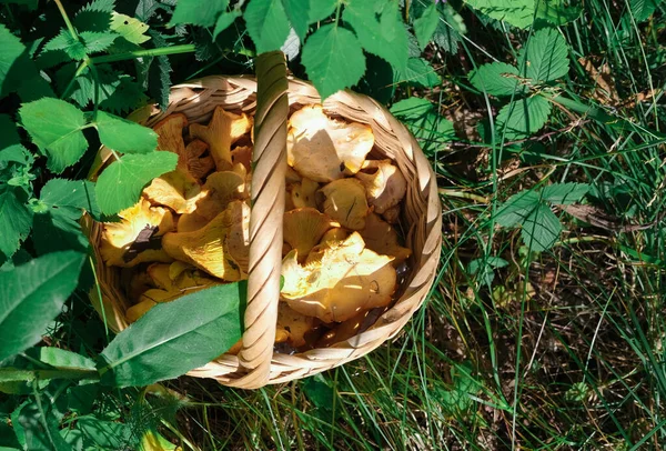 Hasır Dokuma Sepetinde Taze Orman Chanterelles Çimlerin Üzerinde Orman Mantarlarıyla — Stok fotoğraf