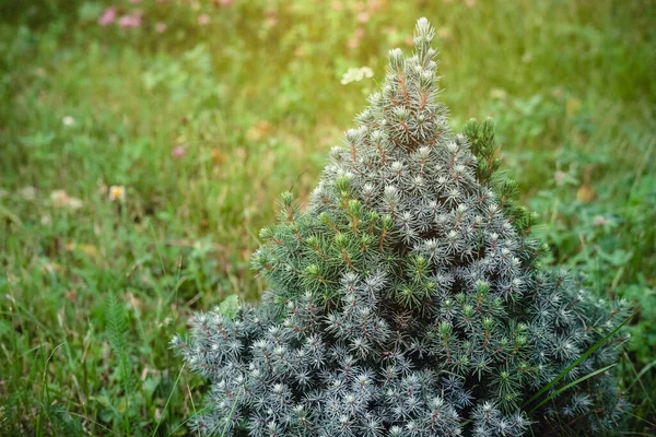 Petit Arbre Noël Sapin Poussant Dans Champ Sapin Sous Soleil — Photo