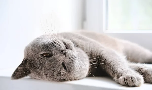 British Shorthair Cat Lying Window Relaxing Sunshine Игривый Милый Кот — стоковое фото