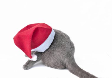 Noel Baba 'nın şapkasının altında saklanan sevimli İngiliz kısa hava kedisi. Büyük kırmızı Noel Baba şapkası takan oyuncu meraklı bir kedi. Mutlu Noeller ve mutlu yıllar konsepti. tatil hayvanları.