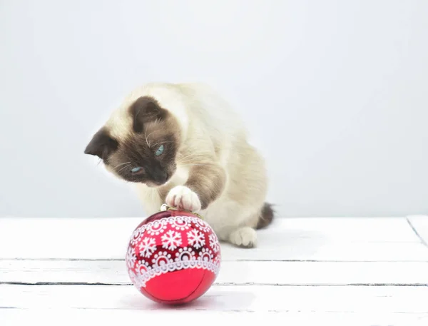 Lindo Gato Balinés Jugando Con Bola Navidad Gato Sentado Suelo — Foto de Stock