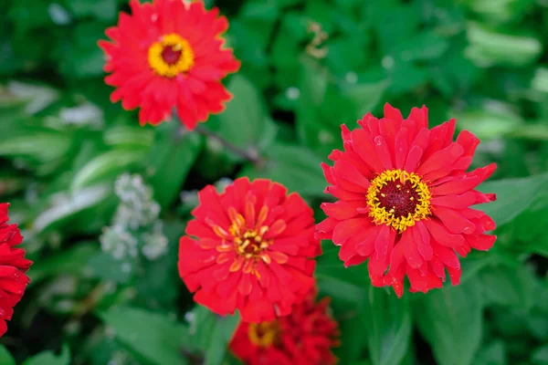 Red Zinnia Flowers Growing Garden Festive Autumn Flowers Long Lasting Royalty Free Stock Images
