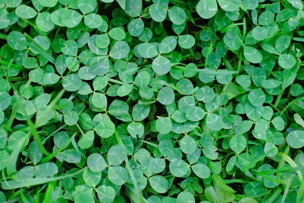 clover field, top view. green clover leaves. backyard lawn grass.