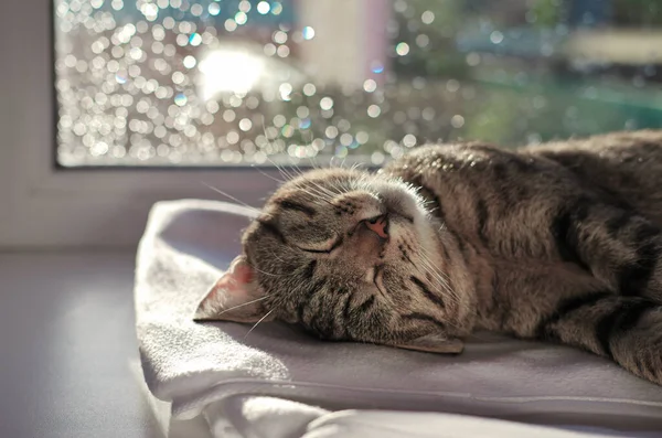 Ленивая Кошка Спит Подоконнике Портрет Уютной Кошки Солнцем Боке Огнями — стоковое фото