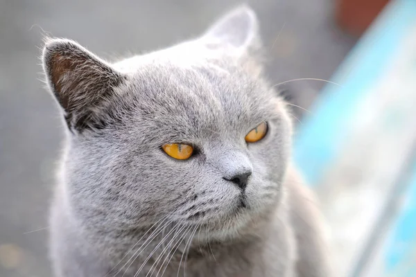 Gato Britânico Shorthair Com Olhos Amarelos Close Retrato Gato Sério — Fotografia de Stock