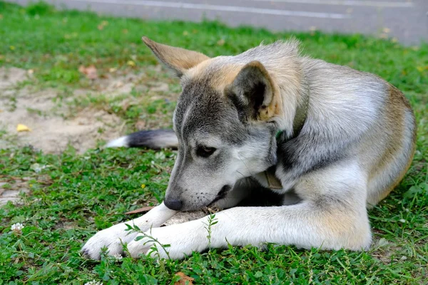 Cachorro Bonito Deitado Grama Roendo Osso Cuidado Cão Pet Love — Fotografia de Stock