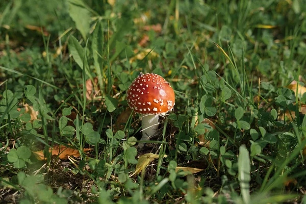 Yeşil Çimlerin Üzerinde Kırmızı Sineklik Mantar Mantarı Orman Güzel Manzaralar — Stok fotoğraf