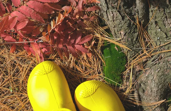 autumn dry pine needles, yellow rain boots, red leaves and green moss in a forest. fall season concept. pine tree bark. natural background.