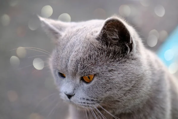 Britânico shorthair gato com olhos amarelos. — Fotografia de Stock