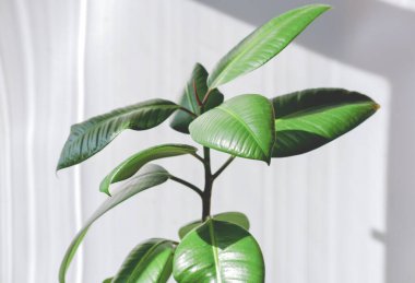 Modern ev bitkileri. Ficus Elastica Burgundy veya Rubber Plant. En az yaratıcı ev dekorasyonu. Bitkilerle ilgilenmek kolaydır. Doğrudan güneş ışığı. hipster iç dekorasyon.