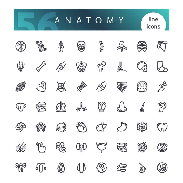 Anatomia do corpo humano Conjunto de ícones de linha — Vetor de Stock