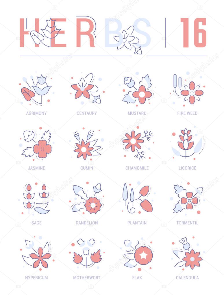 Collection of vector flat icons with thin line elements of herbs. Set of clean design, and outline signs. Simple linear infographics and pictograms pack for web graphics and apps.