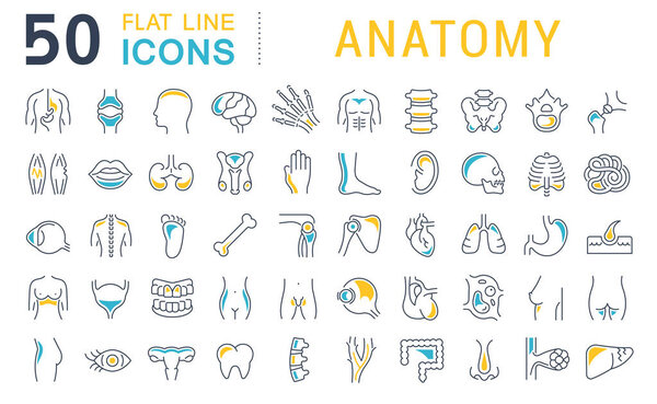 Set Vector Line Icons of Anatomy