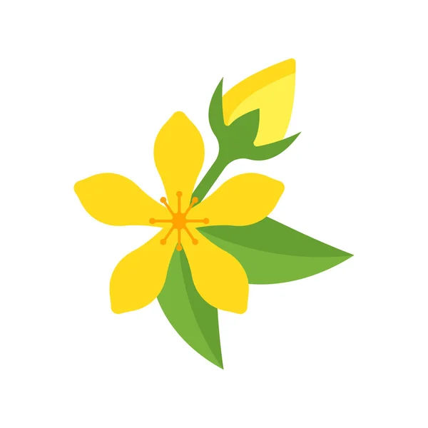 Illustration Hypericum — Image vectorielle