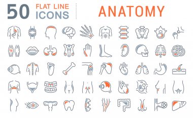Anatomi Vektör Çizgisi Simgeleri Ayarla