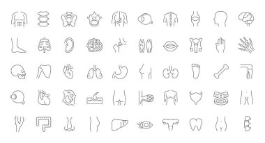 Set Vector Line Icons of Anatomy clipart
