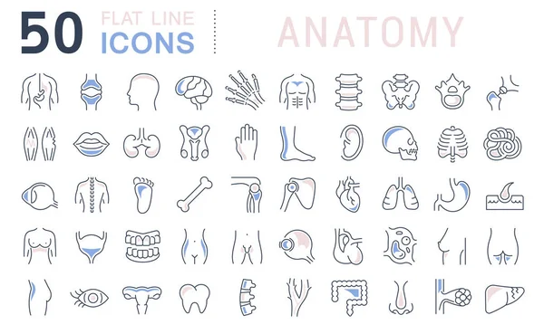 Definir ícones de linha vetorial de anatomia —  Vetores de Stock