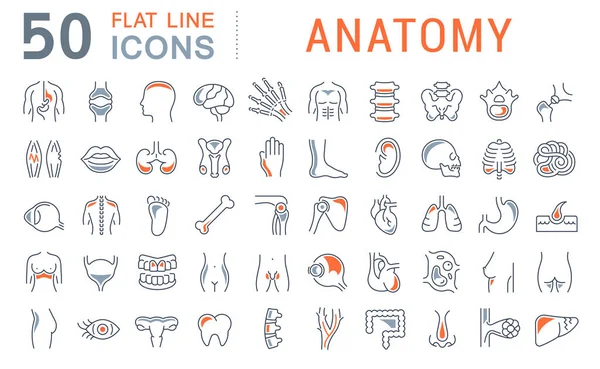 Definir ícones de linha vetorial de anatomia —  Vetores de Stock