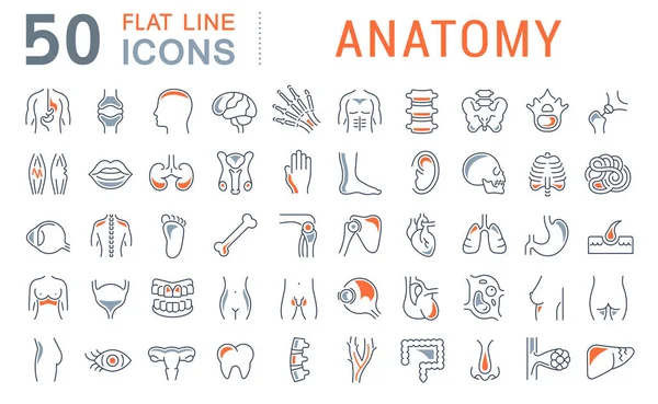 Vector lijn iconen van anatomie instellen — Stockvector