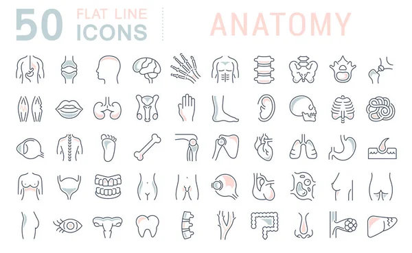 Imposta icone della linea vettoriale di anatomia — Vettoriale Stock