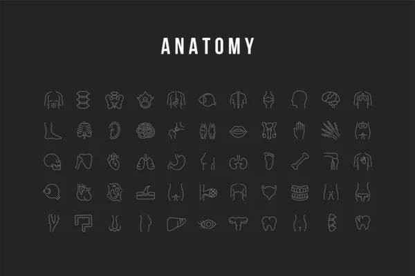 Set de iconos de la línea vectorial de anatomía — Vector de stock