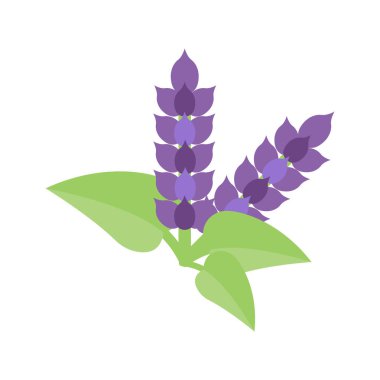 adaçayı illüstrasyon