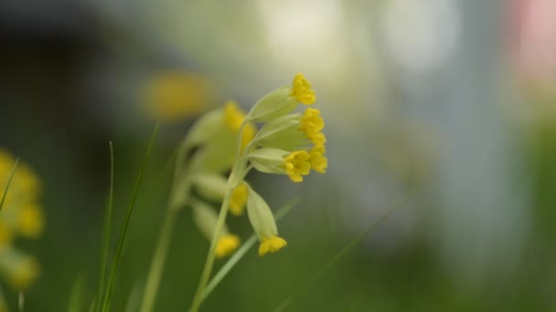普里穆拉是一种典型的野花 五月生长在瑞典的花园中 有不同的颜色 其中黄色是最常见的 — 图库视频影像