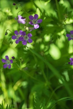 Yaz ortası çiçekleri çayırlarda ve İsveç 'teki yaz yollarında açar ve yaz ortası kutlamalarında yaz ortası çubuklarını giydirirler..