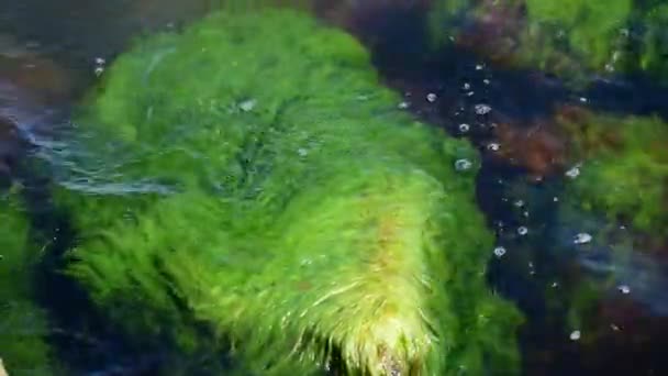 Groene Algen Die Een Zonnige Dag Zweden Beweging Veroorzaken Zee — Stockvideo