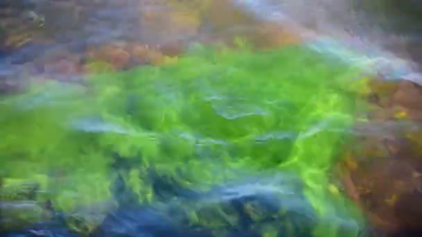 Zielone Algi Które Powodują Ruch Morzu Szwedzkim Morzu Bałtyckim Słoneczny — Wideo stockowe