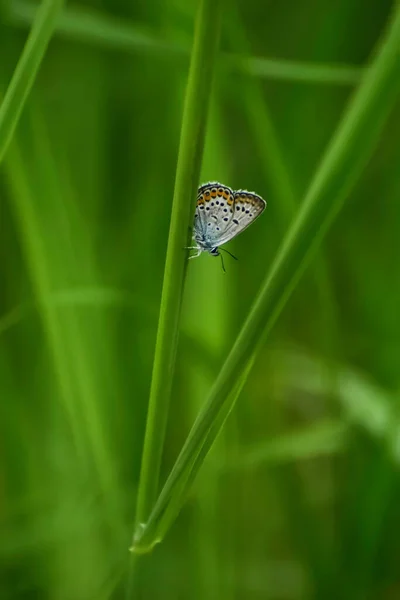 Swedish Butterfly Resting Grass Straw Forest One Small Butterflies Fly — Stock Photo, Image