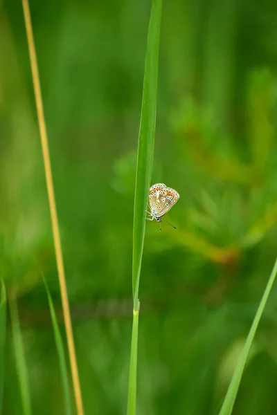 Sveç Kelebeği Ormandaki Çim Kamışında Dinleniyor Çimlerin Etrafında Uçan Sveç — Stok fotoğraf