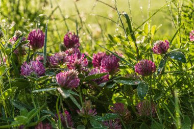 İsveç 'te doğa en güzelken, İsveç doğasında Temmuz sabahı çiğ taneleriyle dolu vahşi mor yonca.