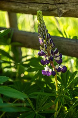 Lupine Çiçekleri baharın ortasında, İsveç doğasında vahşi bir şekilde büyüyen bir bahçe çitinde çiçek açar.