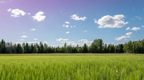 Campagna Svedese Con Grano Crescita Bianche Nuvole Estive Nel Cielo — Foto Stock