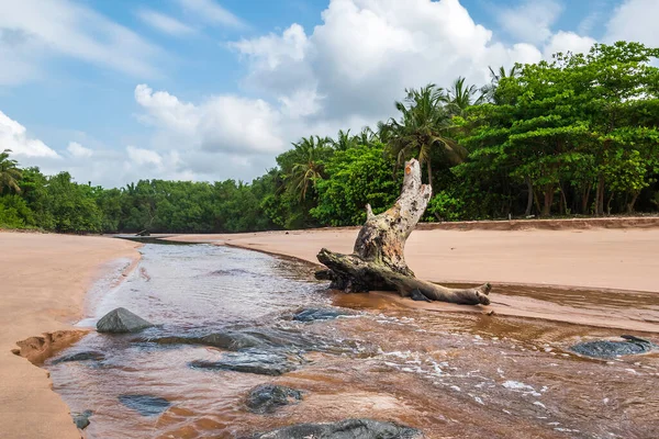 アクシム ガーナ西アフリカのビーチの後に横たわっている木の丸太で海に流れるラグーン — ストック写真