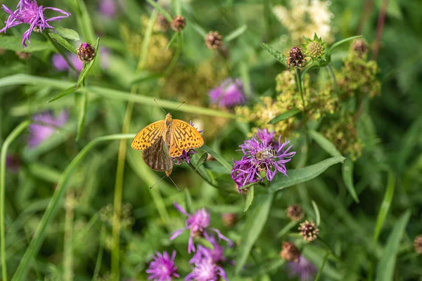 Two Butterflies Mating Flower Bee Picking Necks Swedish Countryside 120 — Stock Photo, Image