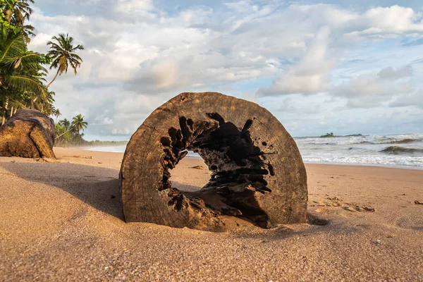 Золоте Узбережжя Африки Порожнистою Колодою Пляжі Під Час Заходу Сонця — стокове фото