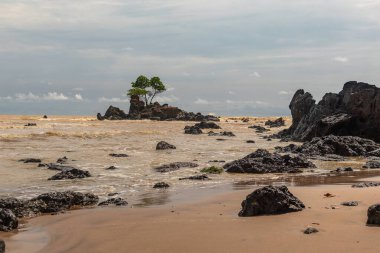 Afrika 'nın sarı denizi ve bir ağacın sert koşullarda yetiştiği siyah taşlı bir adası olan altın sahili, Gana Batı Afrika' da yer almaktadır.