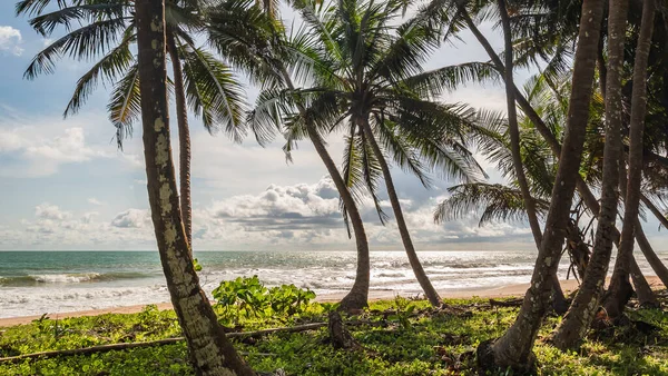 Άποψη Της Θάλασσας Παραλία Από Ζούγκλα Μεταξύ Φοίνικες Στην Γκάνα — Φωτογραφία Αρχείου