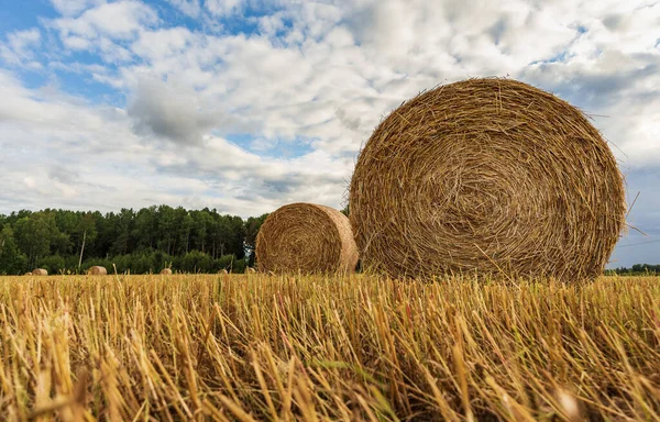 Шведський Ландшафт Прокат Трави Полях Якими Фермери Працюють Протягом Липня — стокове фото