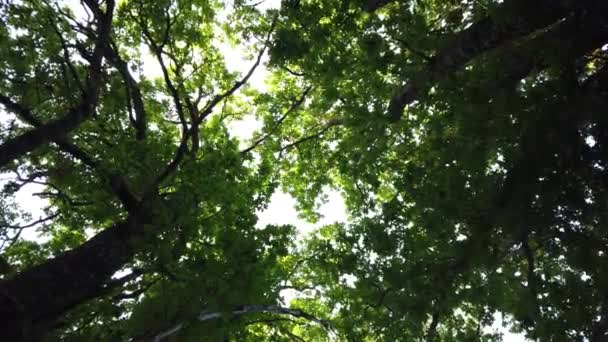 秋の間の暗いスウェーデンの森の空に対する太陽に対するオークの木 — ストック動画