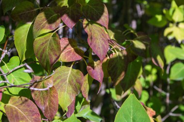 Eylül ayından Ekim ayının sonuna kadar İsveç 'te renk değiştirmeye başlayan leylak çalısı