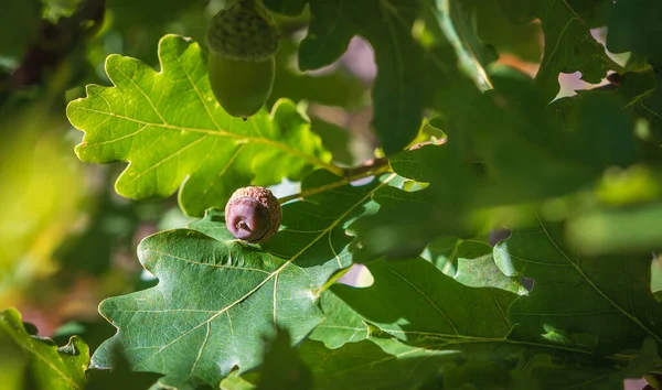 oak tree with acorns. The season for the acorn is now in September.