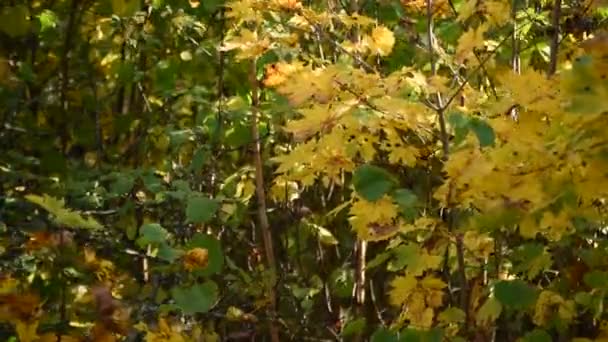 Ahornbäume Die Von Der Sonne Unter Den Schönen Farben Des — Stockvideo