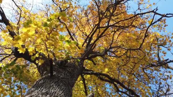 Esdoornbomen Die Door Zon Verlicht Worden Onder Prachtige Herfstkleuren Zweedse — Stockvideo