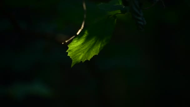 スウェーデンの暗い森と鳥の音を背景に 太陽の光に照らされた緑の葉 — ストック動画