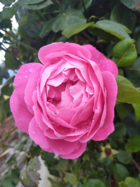 Yağmur damlalı pembe gül çiçeği