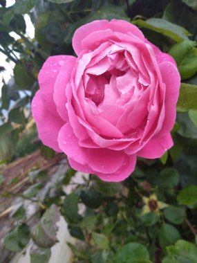 Yağmur damlalı pembe gül çiçeği