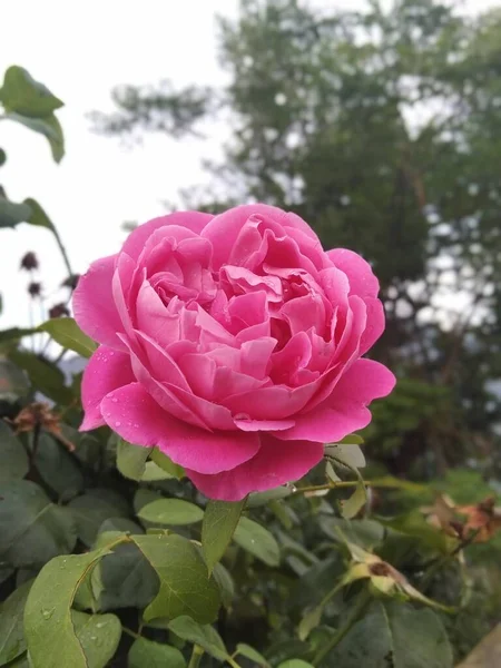 Ροζ Τριαντάφυλλο Λουλούδι Σταγόνες Βροχής — Φωτογραφία Αρχείου